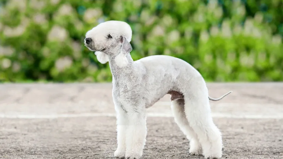 Bedlington Terrier